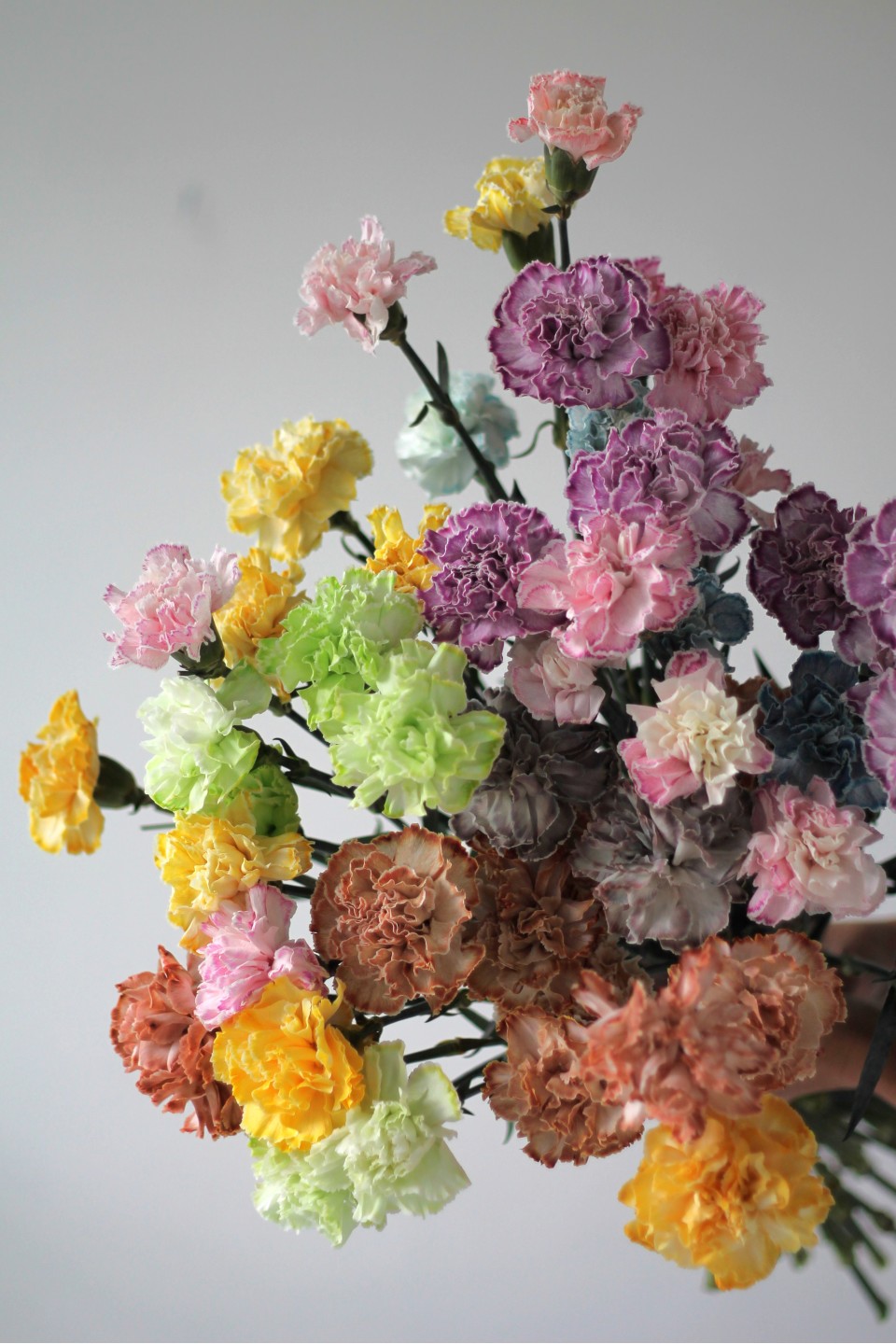 Гвоздика Sunrise - с доставкой по Минску