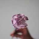 Гвоздика Purple Bunny - миниатюра