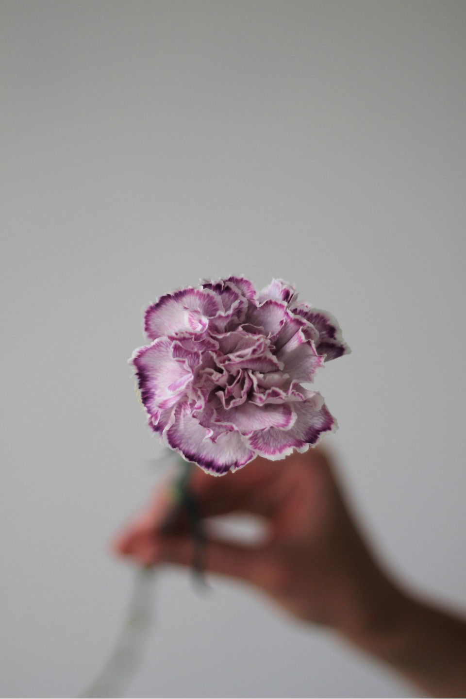 Гвоздика Purple Bunny