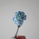 Гвоздика Blue wind - миниатюра