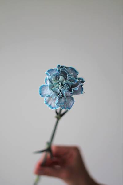 Гвоздика "Blue wind"