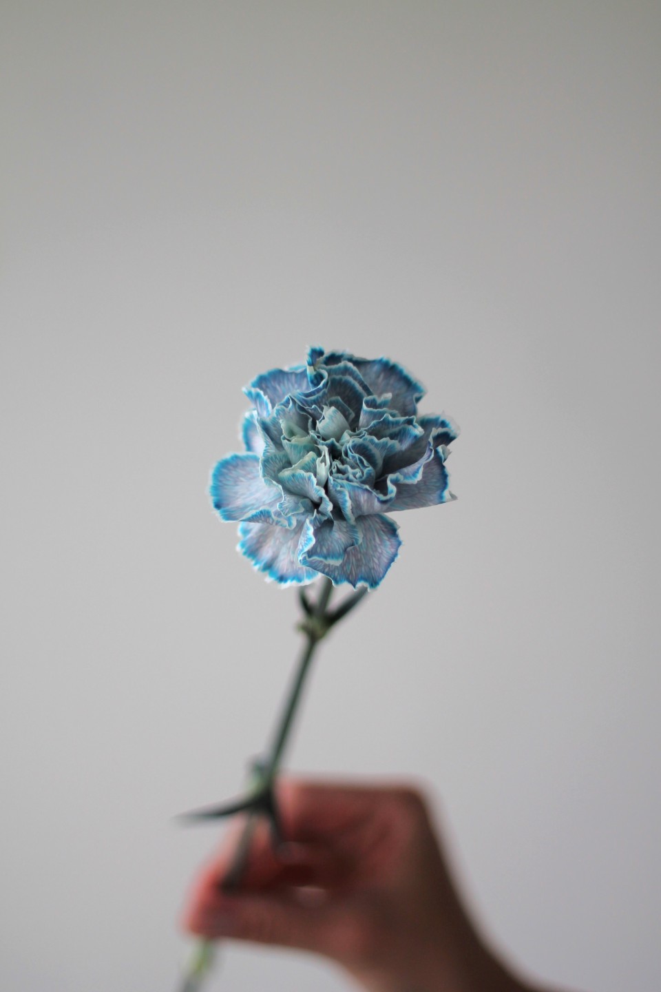 Гвоздика Blue wind