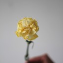 Гвоздика Sunrise - миниатюра