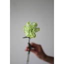 Гвоздика Lime - миниатюра