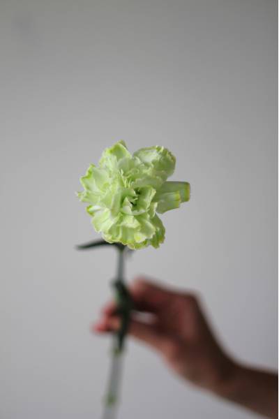 Гвоздика "Lime"