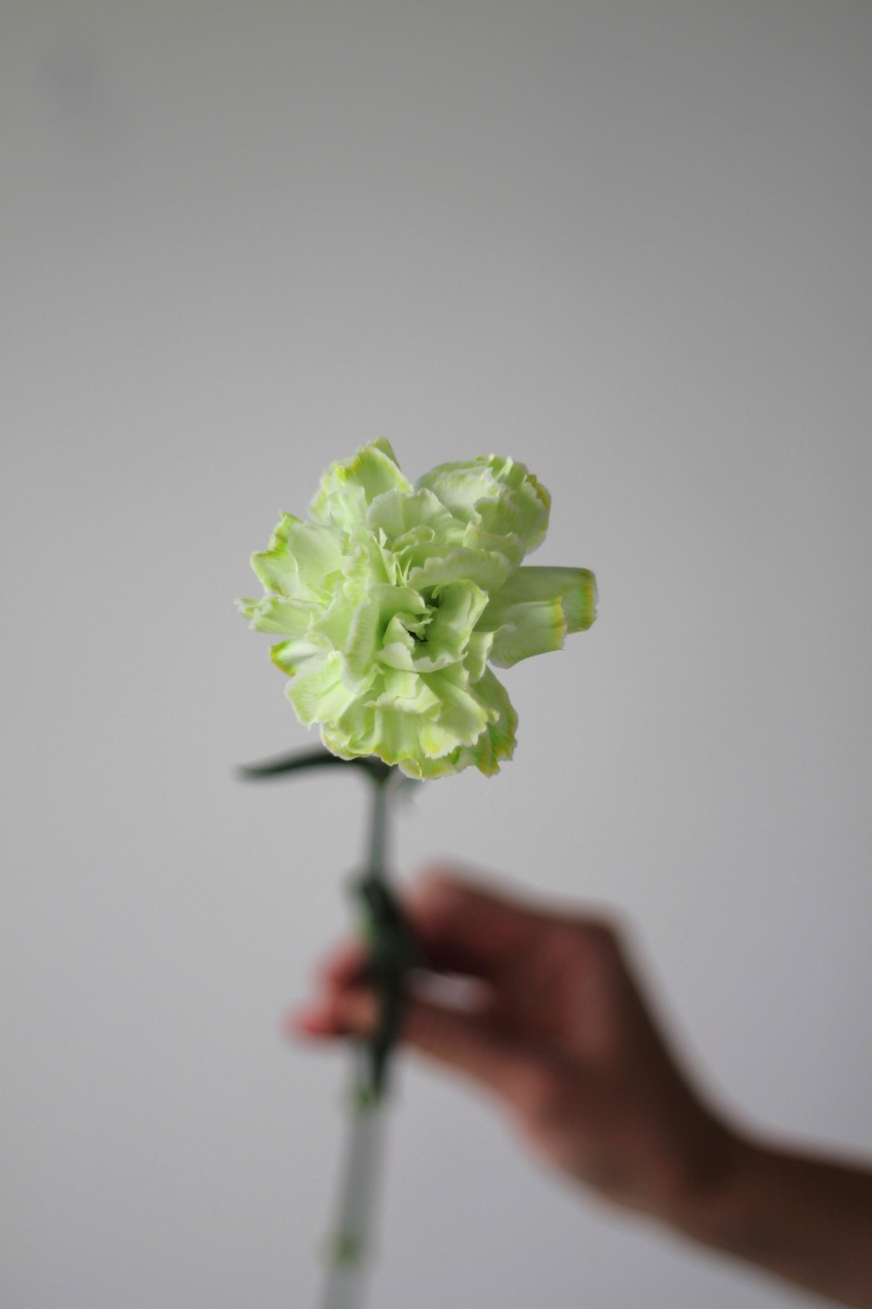 Гвоздика Lime