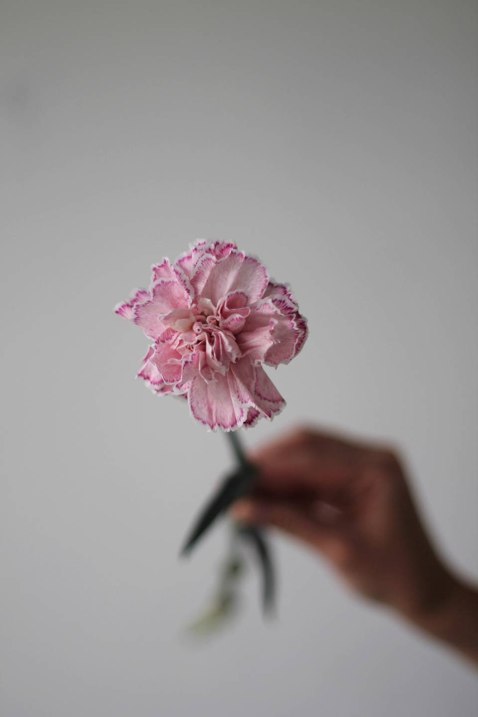 Гвоздика Pink floyd