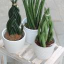 Сансевиерия цилиндрика (Sansevieria Cylindrica) коса - с доставкой по Минску - миниатюра