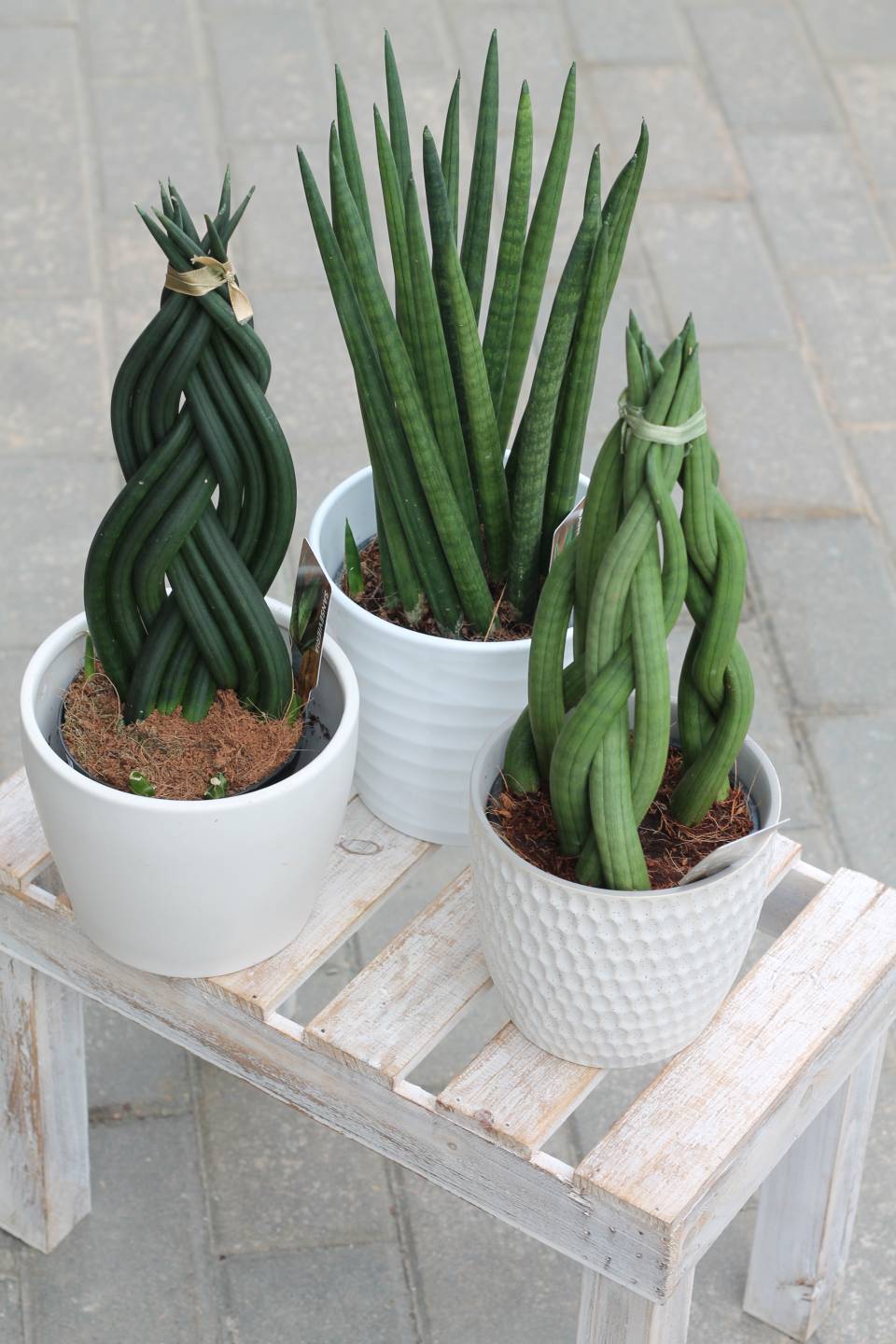 Сансевиерия цилиндрика (Sansevieria Cylindrica) коса - с доставкой по Минску