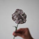 Гвоздика Black Molly - миниатюра