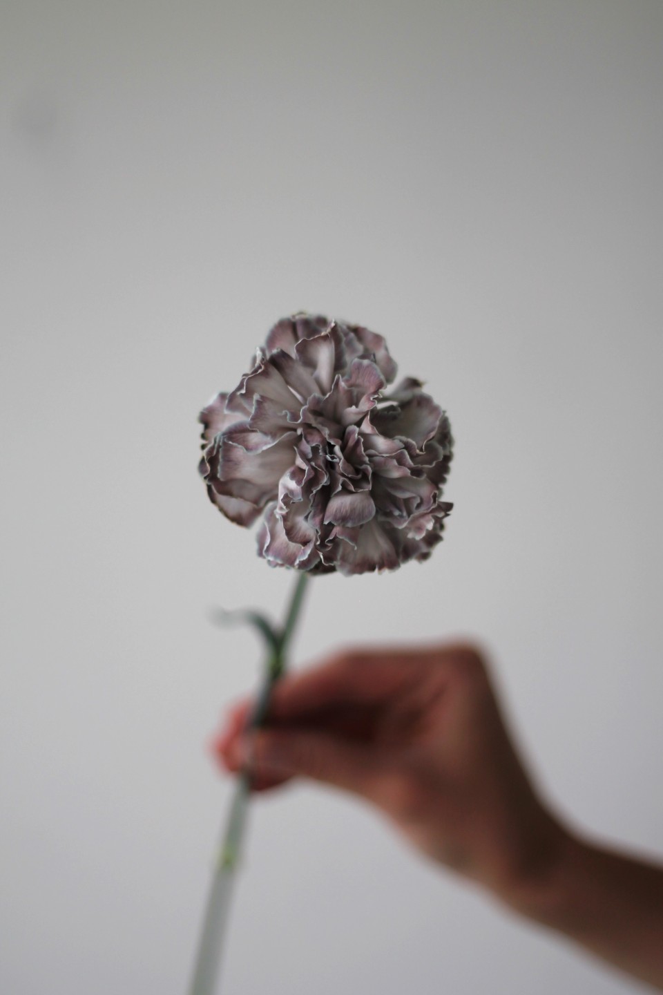 Гвоздика Black Molly