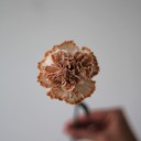 Гвоздика Brownie - миниатюра