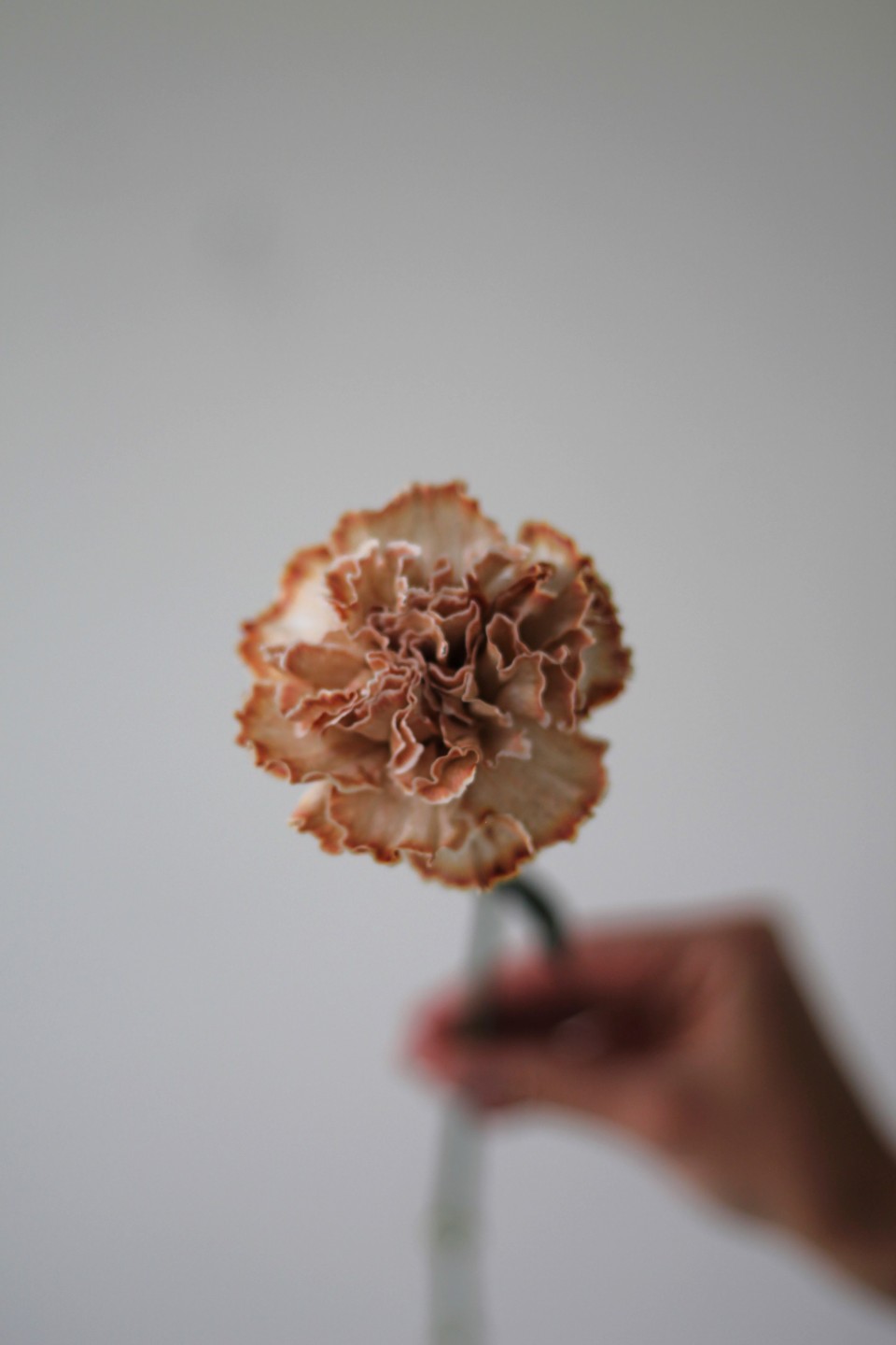 Гвоздика Brownie