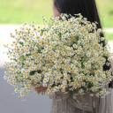 Танацетум (Ромашка) - миниатюра