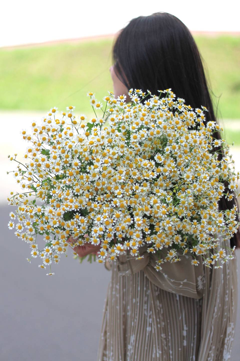 Танацетум (Ромашка)