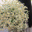 Танацетум (Ромашка) - подарочное оформление - миниатюра