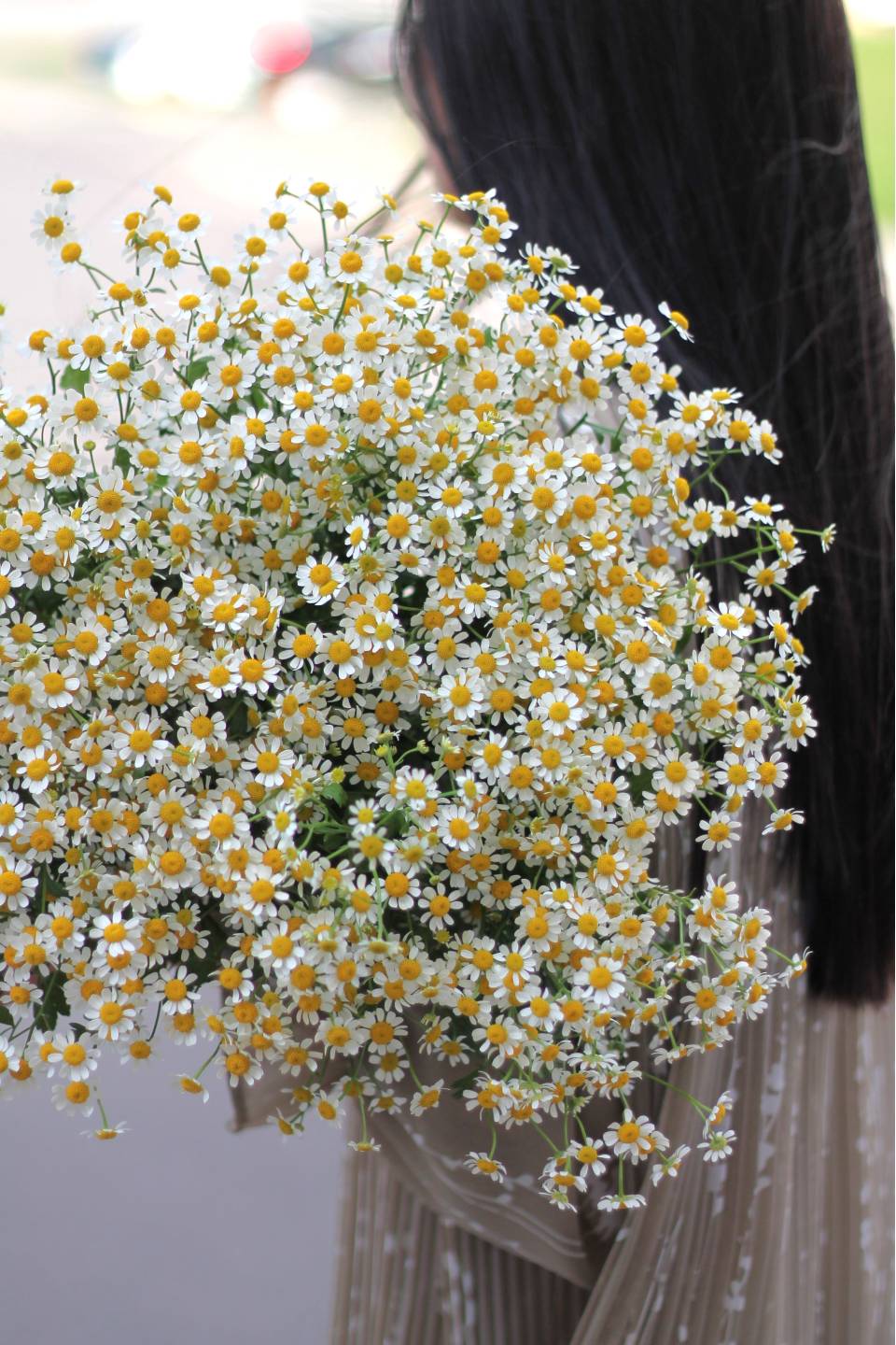 Танацетум (Ромашка) - подарочное оформление