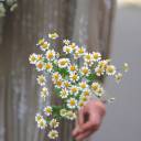 Танацетум (Ромашка) - с добавлением зелени - миниатюра 