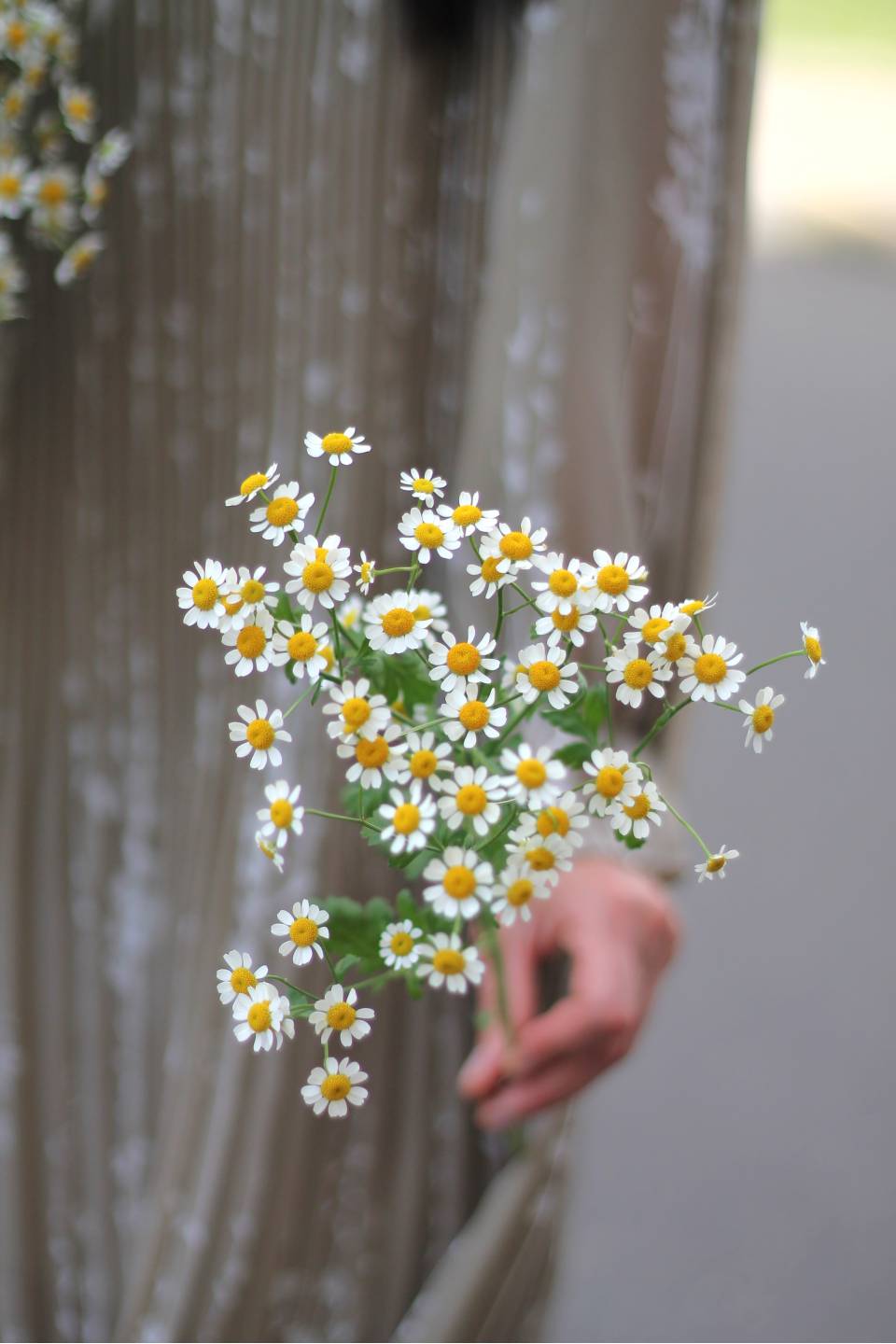 Танацетум (Ромашка) - с добавлением зелени