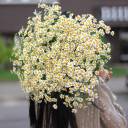 Танацетум (Ромашка) - с доставкой по Минску - миниатюра