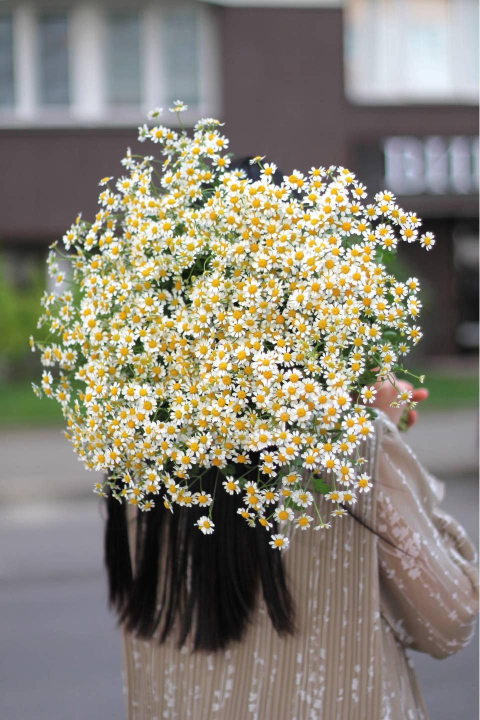 Танацетум (Ромашка) - с доставкой по Минску