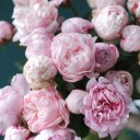 Пион Сара Бернар «Sara Bernard» - подарочное оформление - миниатюра