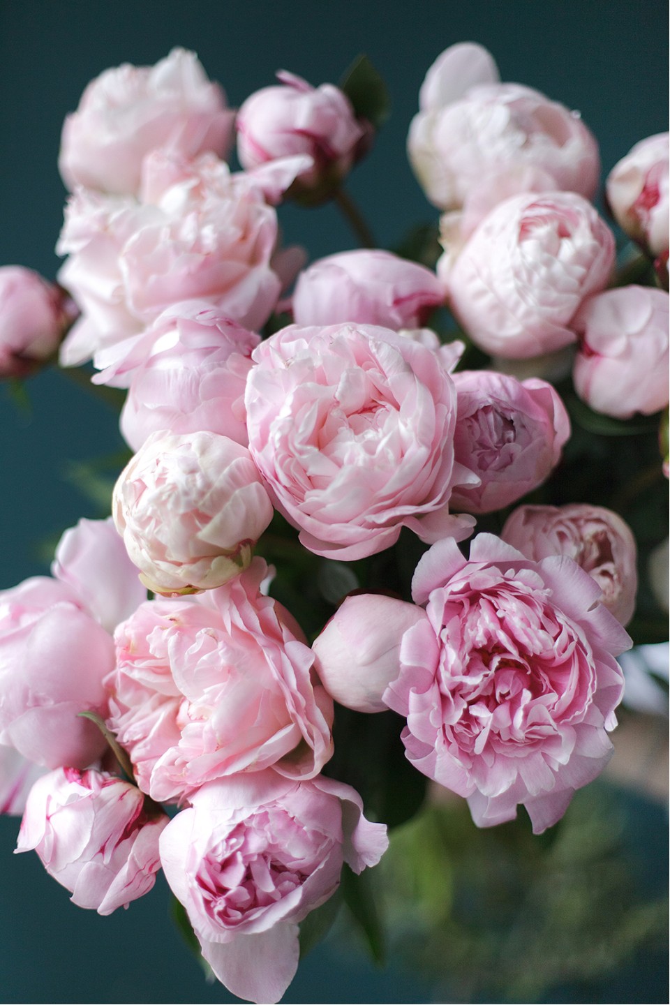 Пион Сара Бернар «Sara Bernard» - подарочное оформление