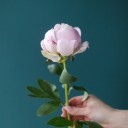 Пион Сара Бернар «Sara Bernard» - с добавлением зелени - миниатюра 