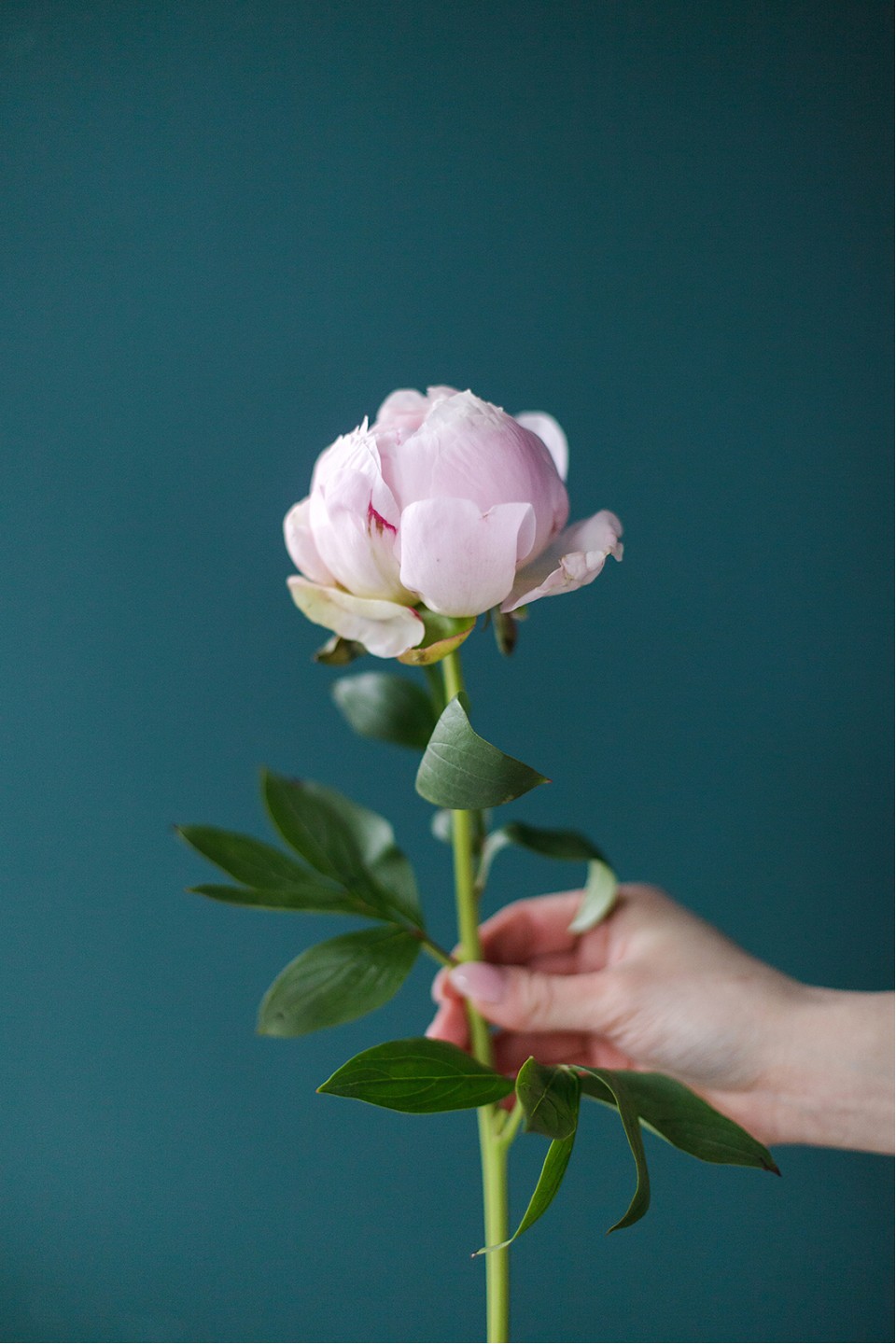 Пион Сара Бернар «Sara Bernard» - с добавлением зелени