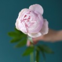 Пион Сара Бернар «Sara Bernard» - миниатюра