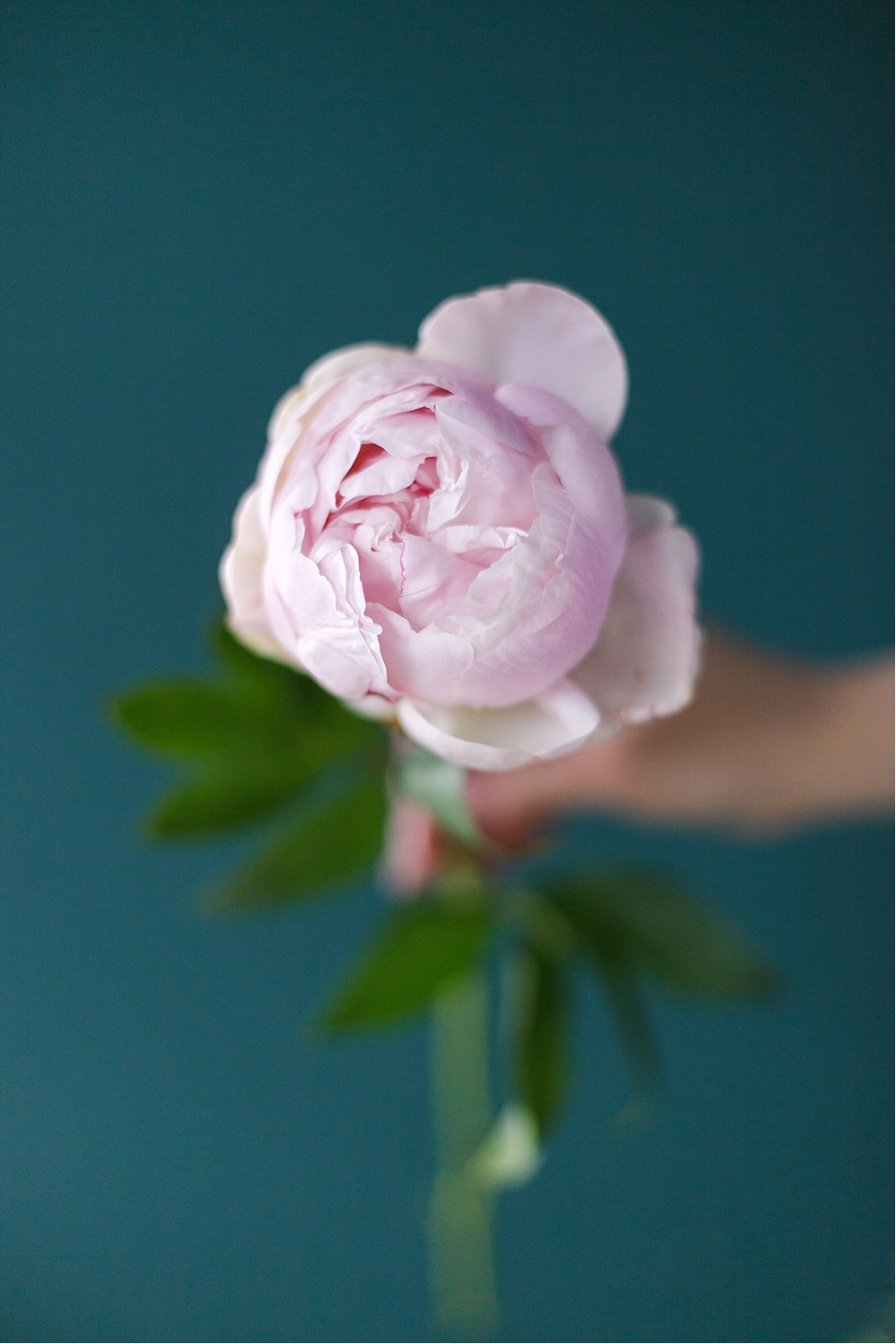 Пион Сара Бернар «Sara Bernard»