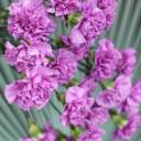 Гвоздика фиолетовая - с доставкой по Минску - миниатюра