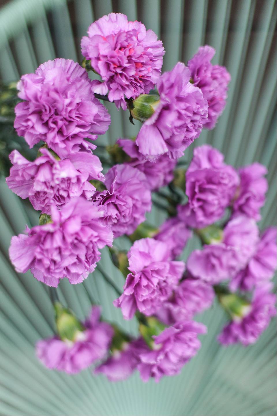 Гвоздика фиолетовая - с доставкой по Минску