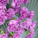 Гвоздика фиолетовая - с добавлением зелени - миниатюра 