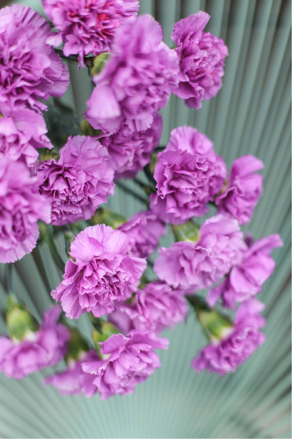 Гвоздика фиолетовая - с добавлением зелени