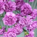 Гвоздика фиолетовая - миниатюра