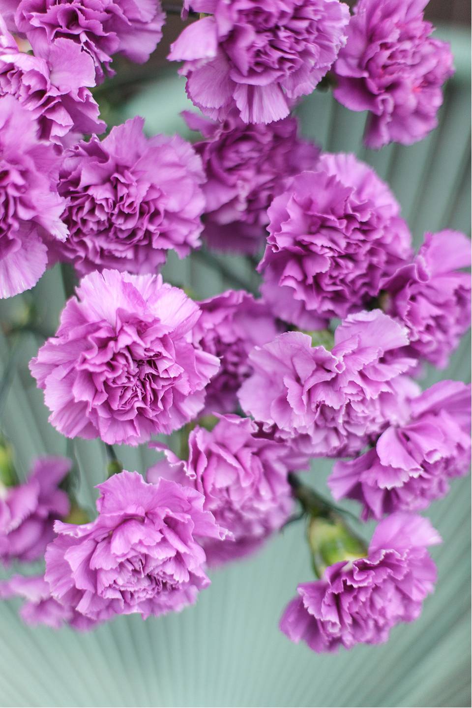 Гвоздика фиолетовая