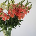 Антирринум - миниатюра 8