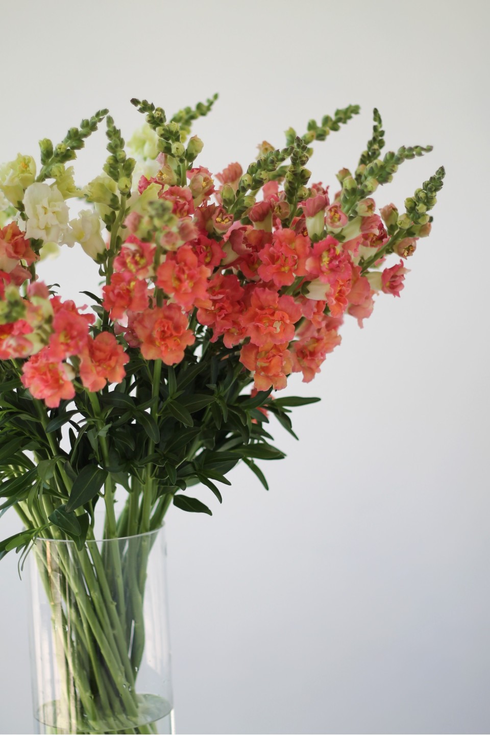 Антирринум 8