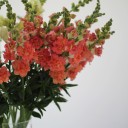 Антирринум - подарочное оформление - миниатюра