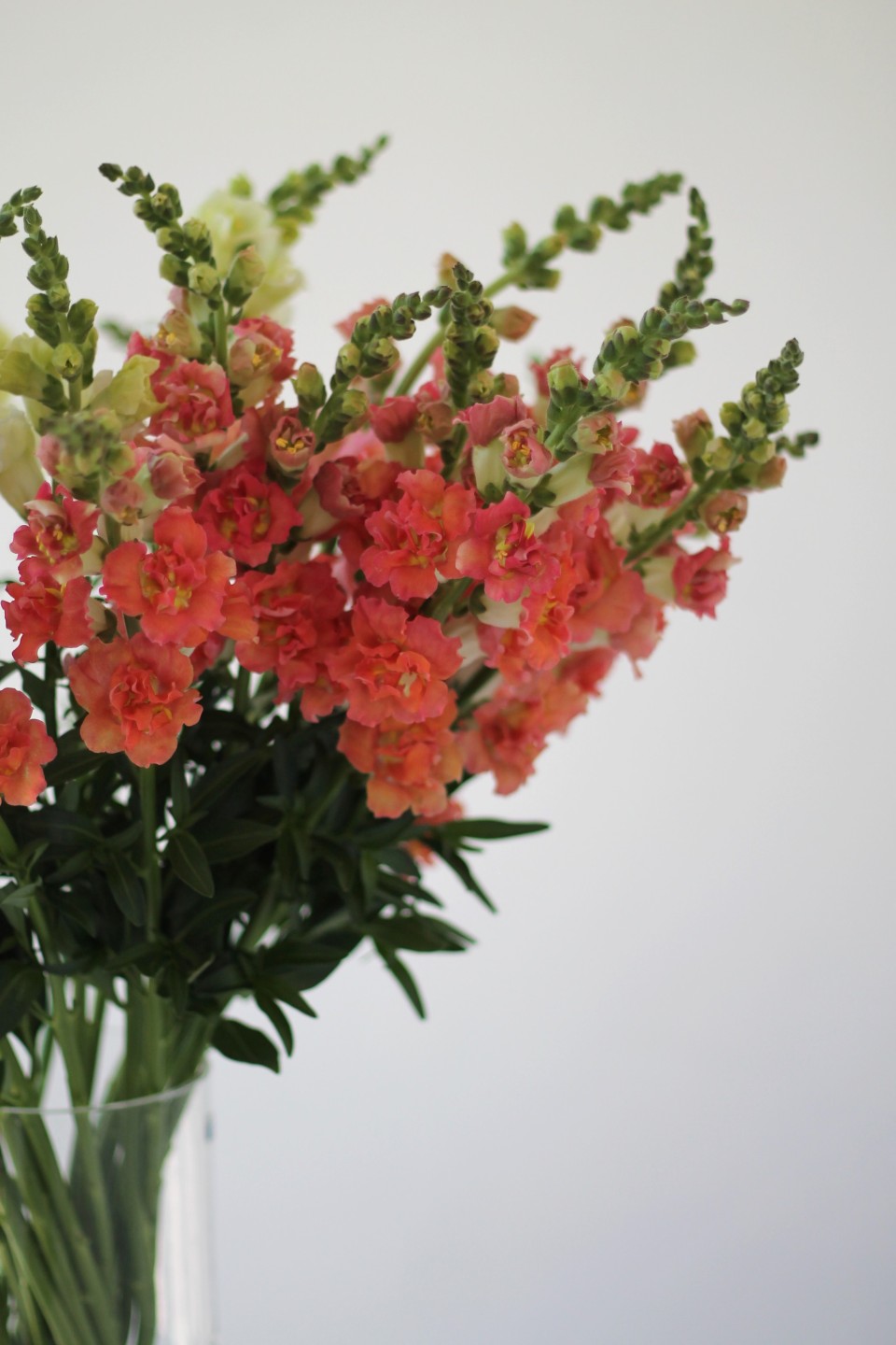 Антирринум - подарочное оформление