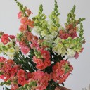 Антирринум - миниатюра