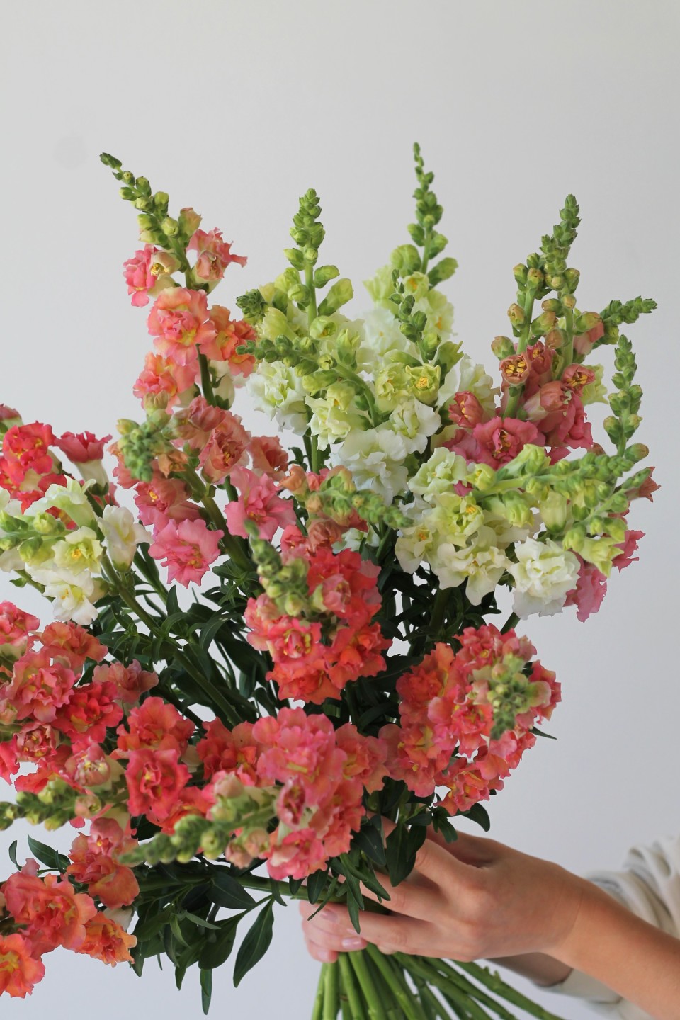 Антирринум