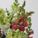 Антирринум - с добавлением зелени - миниатюра 