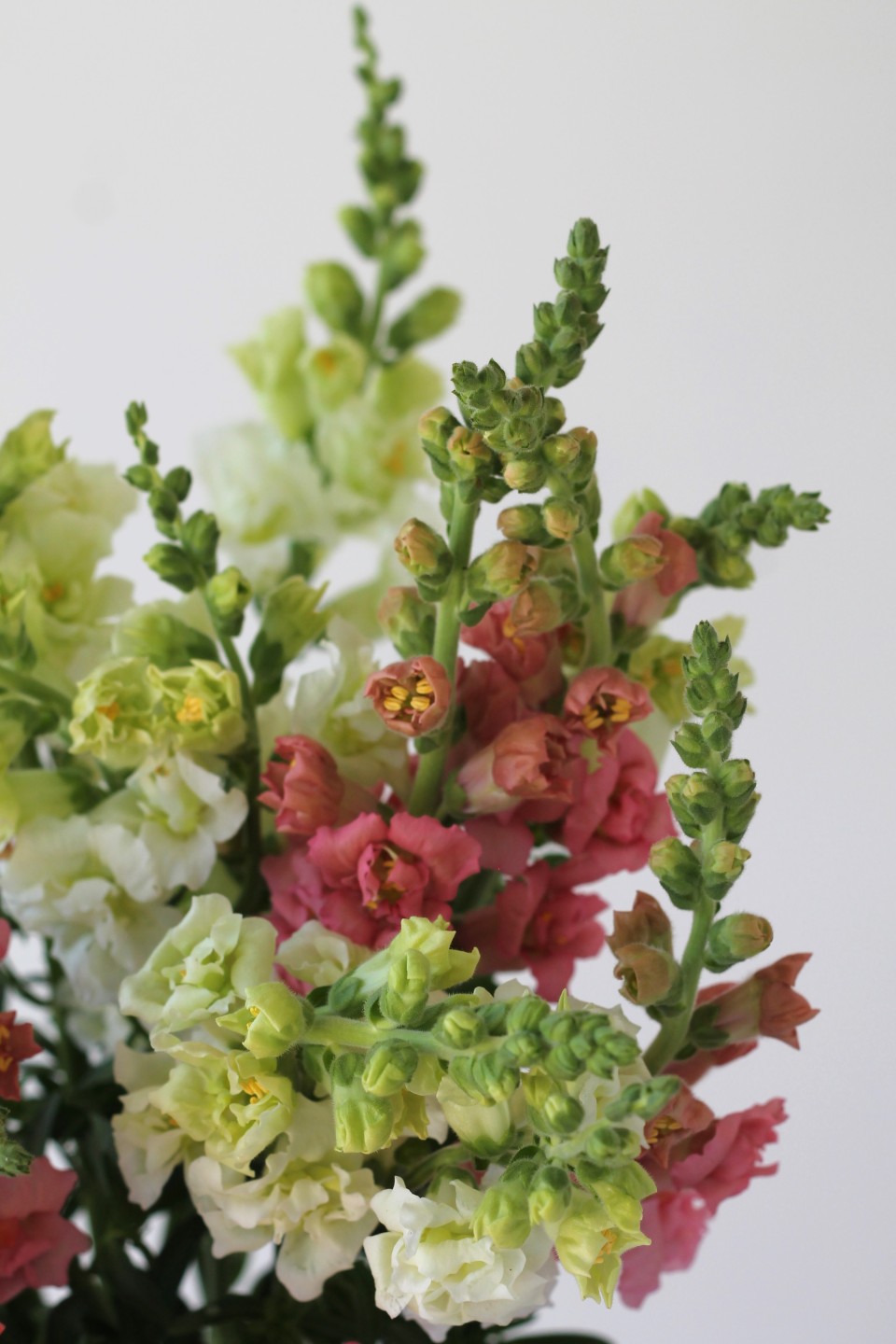 Антирринум - с добавлением зелени