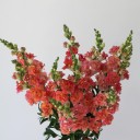 Антирринум - с доставкой по Минску - миниатюра