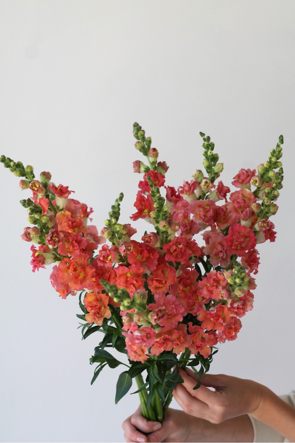 Антирринум - с доставкой по Минску