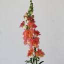 Антирринум - быстрая доставка в Минске - миниатюра