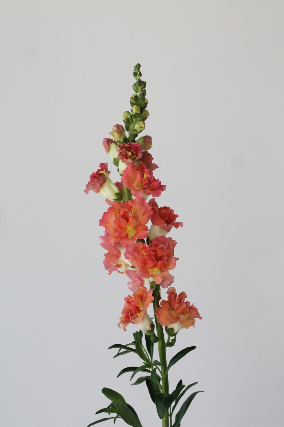 Антирринум - быстрая доставка в Минске