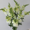 Антирринум - для женщины/молодой пары - миниатюра